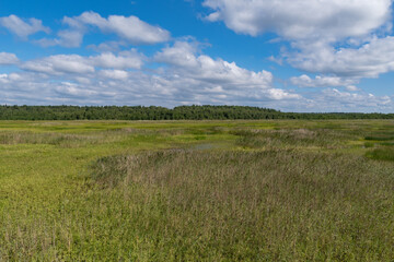 Obraz premium Panorama of swamp at Bolshom rakovom (Big Crayfish) Lake. Eco route in the 