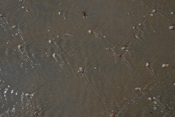 Kleine Muscheln liegen auf dem Sand und bilden kleine Wellen in das flache Wasser am Meeresufers....