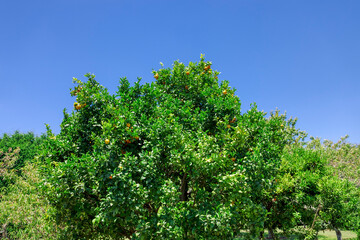 Orange tree orchard