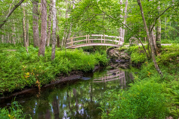 Scenic summer landscape in Wilbour Woods, Rhode Island