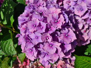 Pink Hydrangea Macrophylla