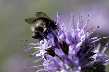 Bumblebee (Bombus terrestris) foraging on phacelia flower