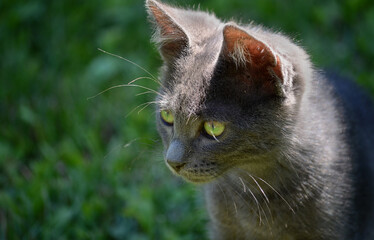 portrait of beautiful kitten, european short hair gray cat