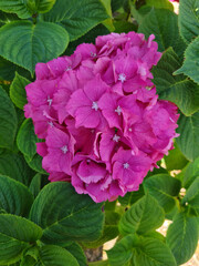 Pink Hydrangea Macrophylla