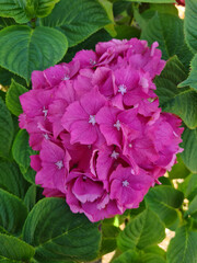 Pink Hydrangea Macrophylla
