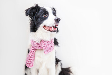 Funny studio portrait of cute smiling puppy dog border collie wearing warm clothes scarf around neck isolated on white background. Winter or autumn portrait of new lovely member of family little dog.