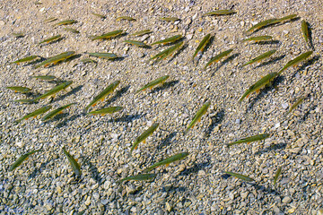 A flock of small fish in crystal clear water. Fish farming, fishing