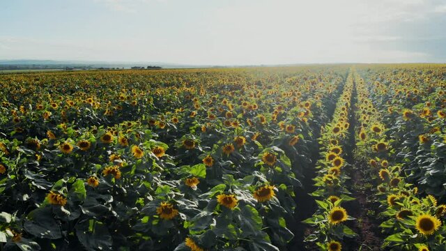 Flight over the sunflower field in sunset.4k Beautiful fields sunflowers sky background flight over sunny day