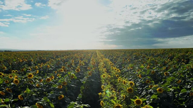 Flight over the sunflower field in sunset.4k Beautiful fields sunflowers sky background flight over sunny day