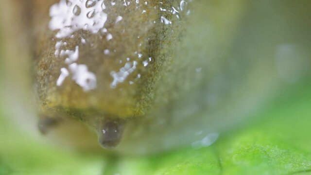 Florida slug pest snail parasitizes on the leaves of cabbage lettuce moves the garden, eating ripe plants. Invasive slugs