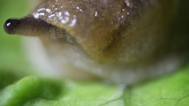 Florida slug pest snail parasitizes on the leaves of cabbage lettuce moves the garden, eating ripe plants. Invasive slugs