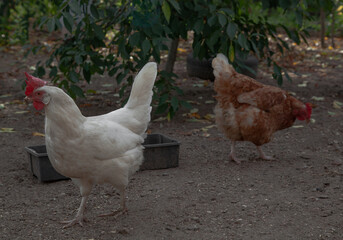 poultry walking in the village