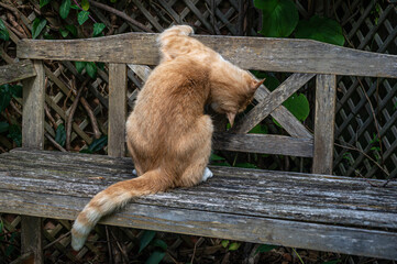 Does my bum look big. Playful cat with head under wooden bench