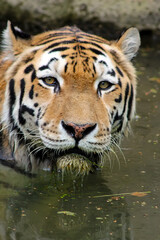 Tiger head The tiger is swimming. Tiger in the water close-up