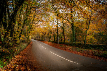 A scenic road in Dartmoor National Park in England, in autumnal forest colours