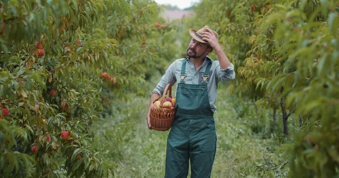 Mature farmer in uniform cultivating organic fresh peaches at private garden. Bearded man in summer hat walking with basket full of delicious fruits.