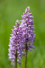 A closeup shot of a beautiful Southern marsh-orchid under the sunlight