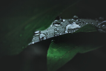 water drops on a leaf