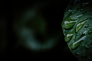 water drops on green leaf