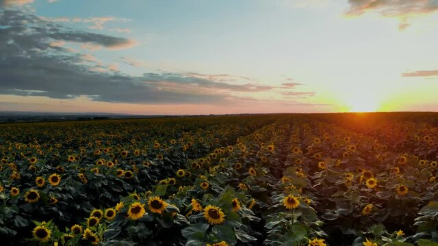 Flight over the sunflower field in sunset.4k Beautiful fields sunflowers sky background flight over sunny day