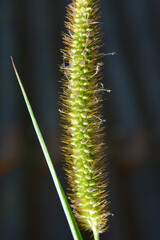 Setaria grows in the field.