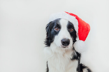 Funny studio portrait of cute smilling puppy dog border collie wearing Christmas costume red Santa Claus hat isolated on white background. Preparation for holiday Happy Merry Christmas 2021 concept