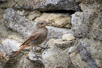Black redstart female bird with insect for chicks (Phoenicurus ochruros)