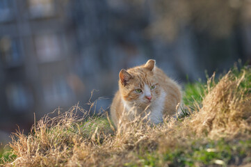 The cat is resting on the withered grass. Houses with windows in the background. Autumn, wind, sadness.