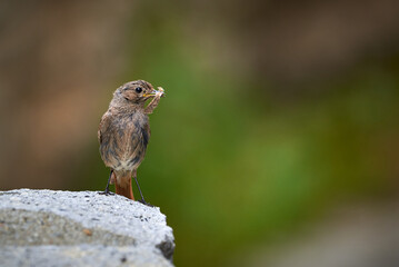Black redstart female bird with insect for chicks (Phoenicurus ochruros)