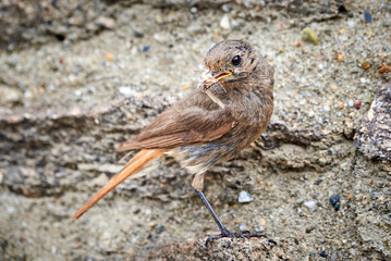Black redstart female bird with insect for chicks (Phoenicurus ochruros)