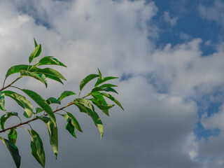 green leaves against blue sky