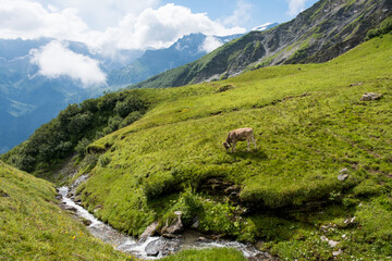 Fototapeta na wymiar Some cows in Braunwald / Switzerland in front of the alps in Glarus with a small river