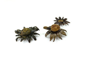 Geastrum rufescens fungus, commonly known as the rosy earthstar, isolated on white.