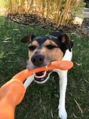 Jack russell terrier playing