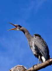 Blue Heron