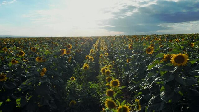 Flight over the sunflower field in sunset.4k Beautiful fields sunflowers sky background flight over sunny day