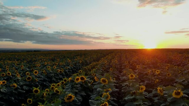 Flight over the sunflower field in sunset.4k Beautiful fields sunflowers sky background flight over sunny day