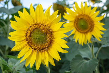 Obraz premium Beautiful sunflowers blooming on the field. Growing yellow flowers
