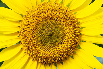 Beautiful sunflowers blooming on the field. Close up pf growing yellow flowers