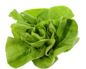 Fresh green salad isolated on white background. Food background with drops of water. Fresh butterhead salad. Green butter lettuce vegetable or salad on white surface. 