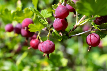 Fresh red gooseberry berries in the garden.