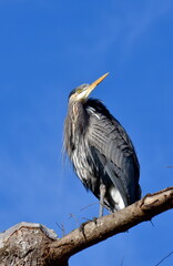 Great Blue Heron