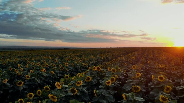 Flight over the sunflower field in sunset.4k Beautiful fields sunflowers sky background flight over sunny day