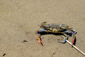 A large blue crab, Callinectes sapidus, with big claws sits on the sand near sea. Crab fishing, gourmet seafood delicacy, delicious food.