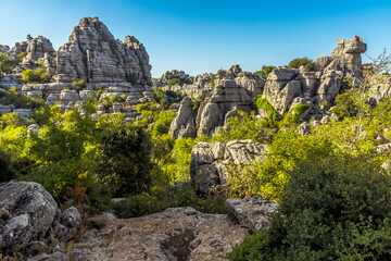 The weathered limestone protrudes above the vegetation in the Karst landscape of El Torcal near to Antequera, Spain in the summertime