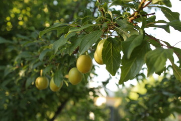
green plum