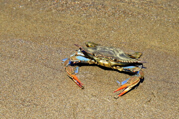 A large blue crab, Callinectes sapidus, with big claws sits on the sand near sea. Crab fishing, gourmet seafood delicacy, delicious food.
