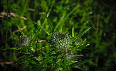 Close-up of the leaf lobes of a spear thistle also kwon as common thistle on a black background ,...