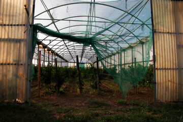 Tunnel plastic greenhouse