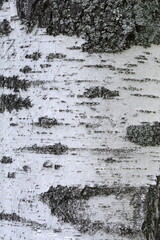 birch bark natural texture background